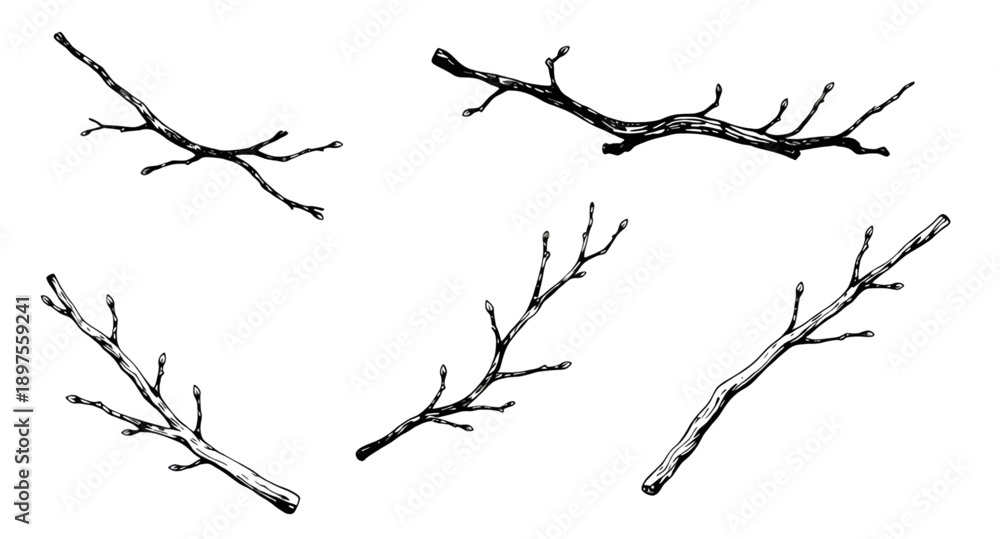 Obraz premium tree, branches, bare, leafless, winter, fall, nature, botanical, woodland, forest, twig, limb, silhouette, outline, minimal, simple, modern, flat, line, icon, symbol, vector, illustration, graphic, de