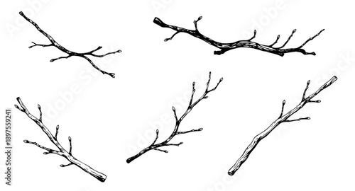 tree, branches, bare, leafless, winter, fall, nature, botanical, woodland, forest, twig, limb, silhouette, outline, minimal, simple, modern, flat, line, icon, symbol, vector, illustration, graphic, de