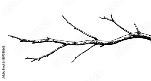 tree, branches, bare, leafless, winter, fall, nature, botanical, woodland, forest, twig, limb, silhouette, outline, minimal, simple, modern, flat, line, icon, symbol, vector, illustration, graphic, de