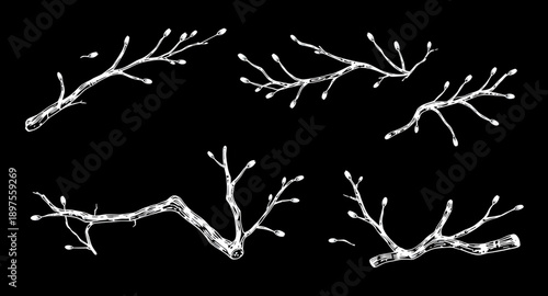 tree, branches, bare, leafless, winter, fall, nature, botanical, woodland, forest, twig, limb, silhouette, outline, minimal, simple, modern, flat, line, icon, symbol, vector, illustration, graphic, de