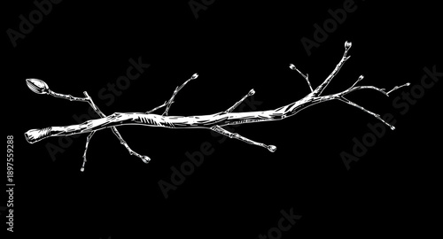 tree, branches, bare, leafless, winter, autumn, nature, botanical, forest, wood, twig, silhouette, outline, black, monochrome, minimal, simple, modern, flat, line, icon, symbol, vector, illustration, 