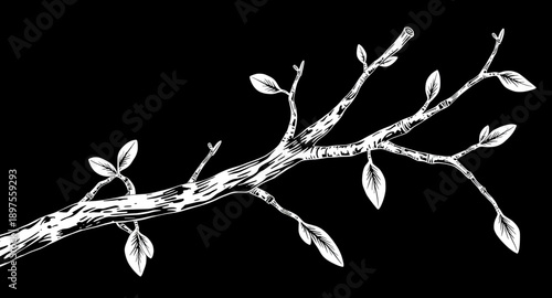 tree, branches, bare, leafless, winter, autumn, nature, botanical, forest, wood, twig, silhouette, outline, black, monochrome, minimal, simple, modern, flat, line, icon, symbol, vector, illustration, 