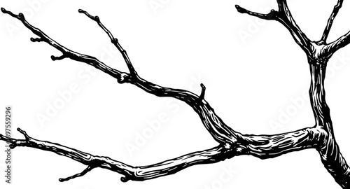 tree, branches, bare, leafless, winter, fall, nature, botanical, forest, wood, twig, limb, silhouette, outline, black, minimal, simple, modern, flat, line, icon, symbol, vector, illustration, graphic,