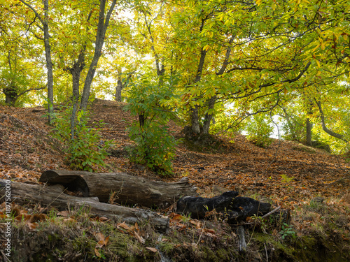 Chestnut trees of the Copper Forest in the Genal Valley, Malaga