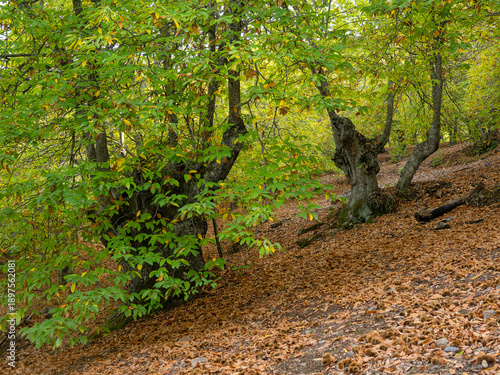 Chestnut trees of the Copper Forest in the Genal Valley, Malaga
