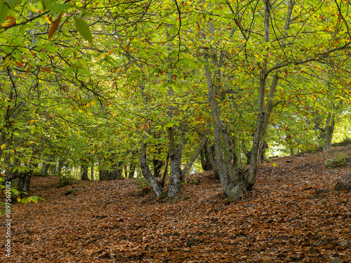 Chestnut trees of the Copper Forest in the Genal Valley, Malaga