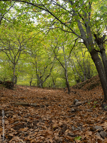 Chestnut trees of the Copper Forest in the Genal Valley, Malaga