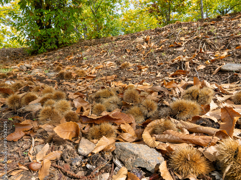 Obraz premium Chestnuts on the ground of the chestnut trees of the Copper forest in the Genal Valley, Malaga