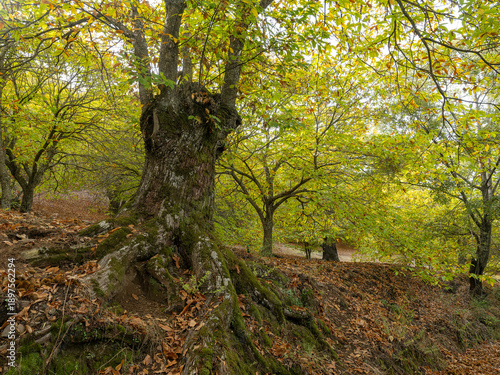 Chestnut trees of the Copper Forest in the Genal Valley, Malaga