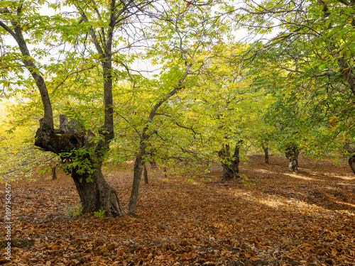 Chestnut trees of the Copper Forest in the Genal Valley, Malaga