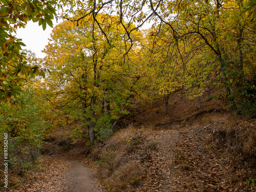 Chestnut trees of the Copper Forest in the Genal Valley, Malaga