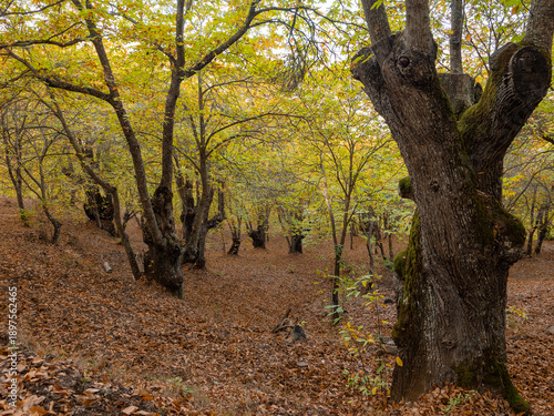 Chestnut trees of the Copper Forest in the Genal Valley, Malaga
