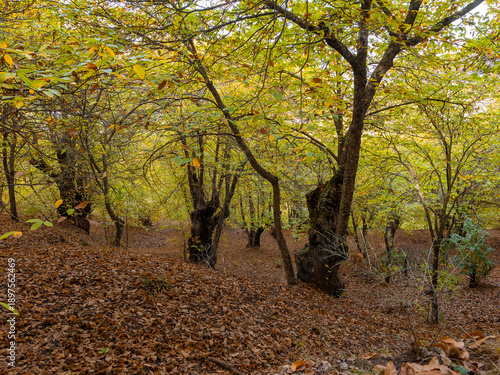 Chestnut trees of the Copper Forest in the Genal Valley, Malaga