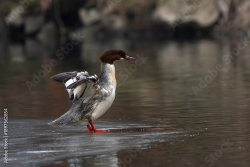 kaczka nurogęś stoi na rzece na lodzie