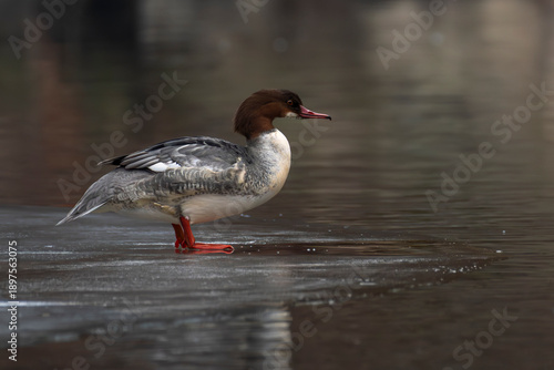 kaczka nurogęś stoi na rzece na lodzie