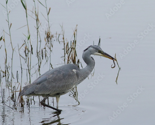 Grey Heron with lucnh