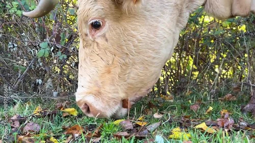 Cow eating grass in the field