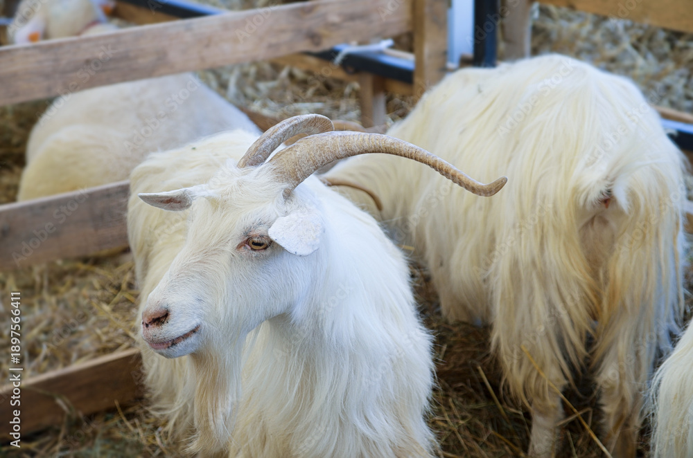 Fototapeta premium Breeding white goats on a farm