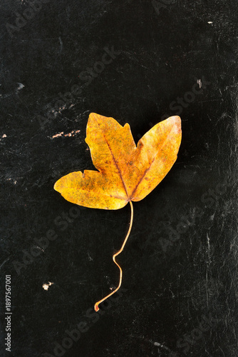 Autumnal leaf of  maple