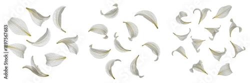 Canvas-taulu Set and collection of delicate white gardenia or lily flower petals falling in g