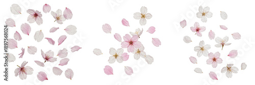 Fotografie Set and collection of delicate cherry blossom flowers and soft pink petals falli