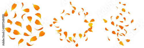 Bilde på lerret Set and collection of bright orange marigold petals falling in swirling circular