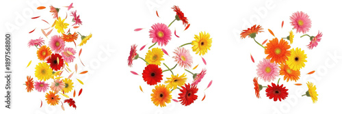 Schilderij op canvas Set/Collection of Vibrant Colorful Gerbera Daisy Flowers with Falling Petals, Mi