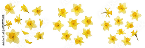 Set and collection of yellow daffodil flowers and spring narcissus blossoms with green stems isolated on white transparent PNG background