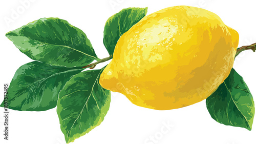 Fresh Lemon with Green Leaves and a Single Leaf Vector Illustration