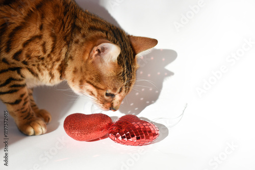 Bengal cat interacting with hearts toys on white background, with natural sunlight creating soft shadows and warm light spot, st.Valentines day background