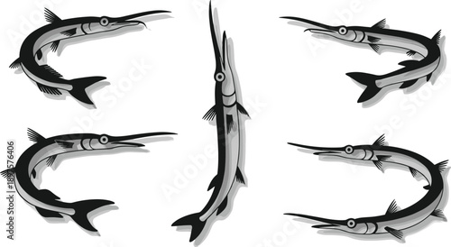 Garfish silhouette illustration set, long beak needlefish marine species poses in black and white graphic style isolated on white background