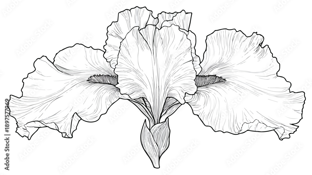 Fototapeta premium Elegant Iris Flower Silhouette Vector Illustration with Outline