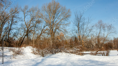 Wallpaper Mural trees in the snow Torontodigital.ca