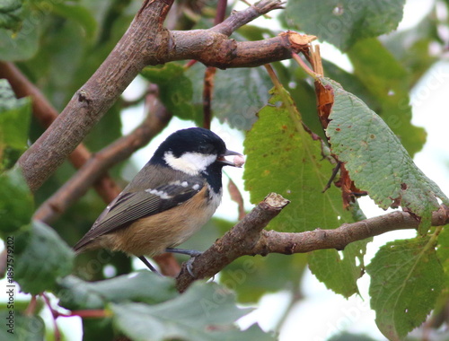Coal tit with seed