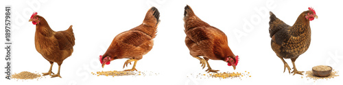 Foto Set of Sequential Stages of a Chicken Pecking at Grain, Farm Poultry Feeding Beh