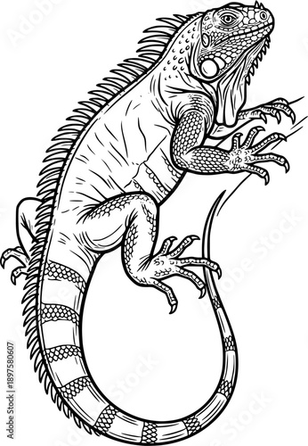 Iguana – line drawing vector illustration