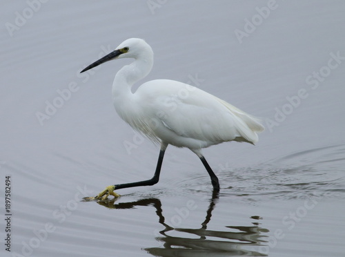 Little Egret