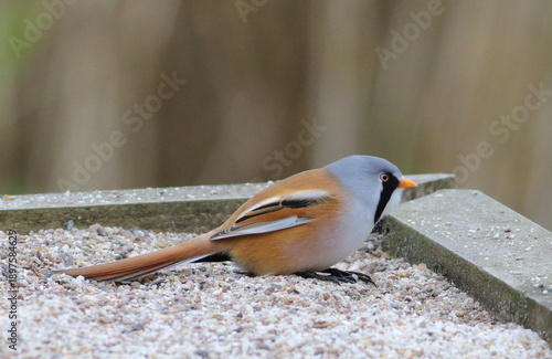 Bearded tit
