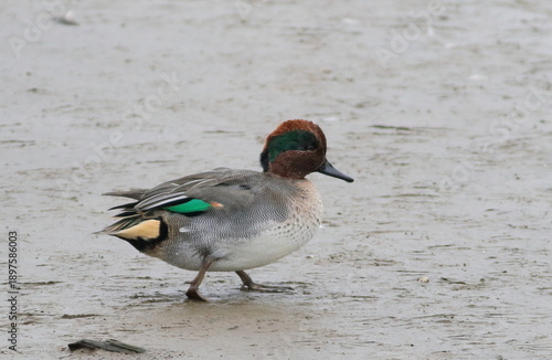 Teale Duck
