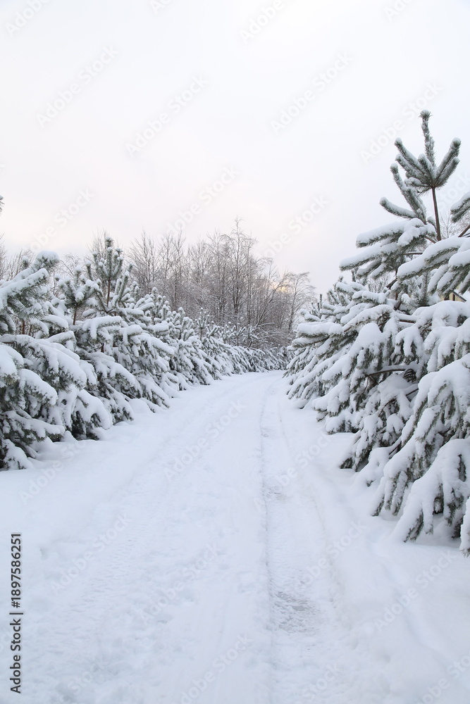 Obraz premium snow covered trees