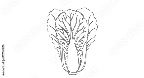 Detailed line drawing of napa cabbage a botanical illustration silhouette