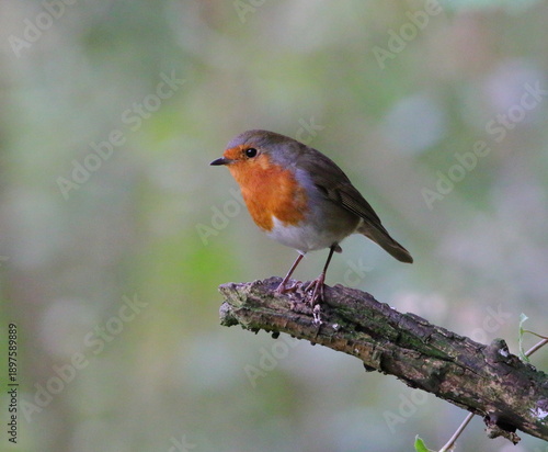 Robin
