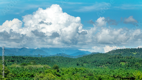 Tropical farming. A view from a tropical forest onto an oil palm plantation, oleiferous plant. Borneo, Malaysia. As a result of monoculture, natural rain forests are disappearing.