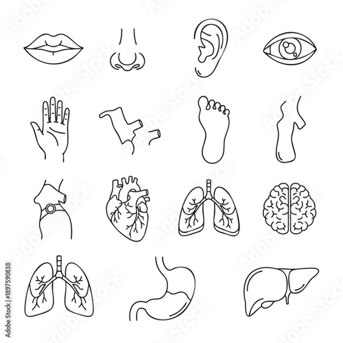 Set of human body organs and sensory parts illustrated in outline style