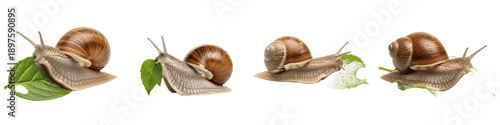Set of Garden Snails Eating Green Leaves, Realistic Terrestrial Gastropod Collection in Feeding Poses, Isolated on White Transparent PNG Background