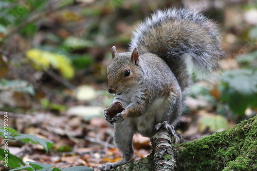 Grey Squirrel nutkins