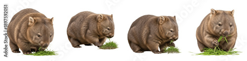Set of Four Wombats Eating Grass, Realistic Herbivorous Marsupial Feeding Scene, Australian Wildlife Collection isolated on white transparent PNG background