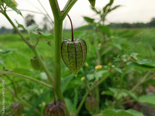 Fotografía Close-up of a green physalis fruit (cape gooseberry) growing naturally on the plant in a lush agricultural field