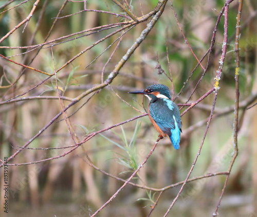 Kingfisher
