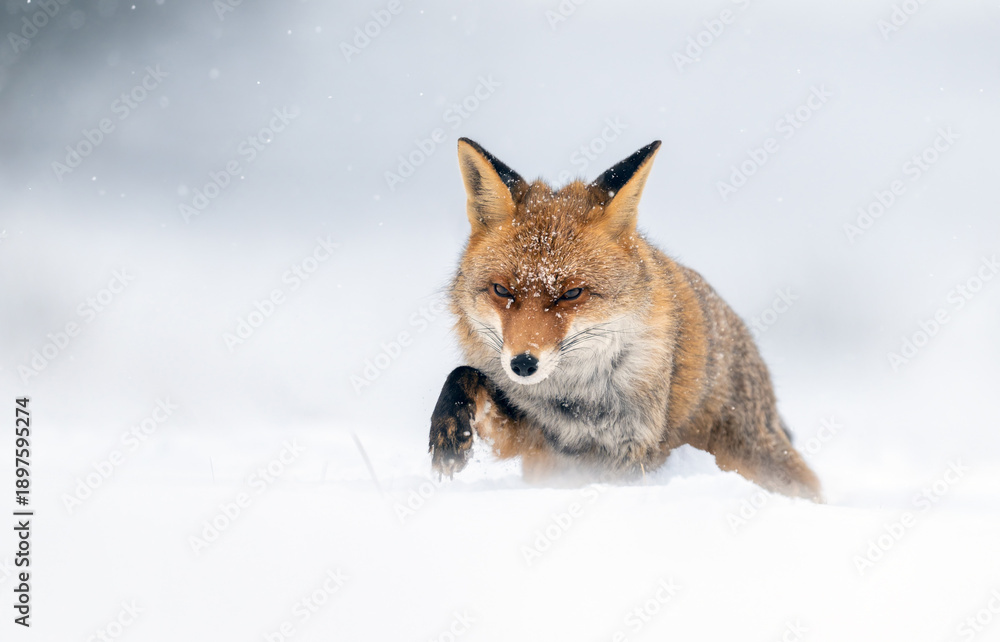 Fototapeta premium Red fox ( Vulpes vulpes ) in winter scenery